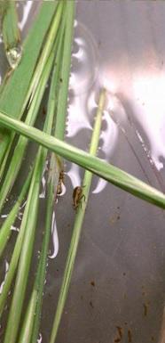 Rice water weevil on leaf